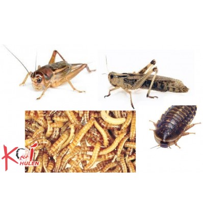 Levende foderdyr og foderinsekter til dit krybdyr