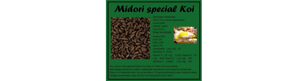 Midori special Koi